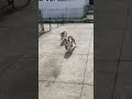 Bulldog running …wait for it… #shorts #bulldogs