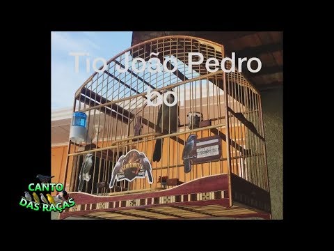 download lagu mp3 mp4 Canto De Trinca Ferro Tio Joao Para Baixar, download lagu Canto De Trinca Ferro Tio Joao Para Baixar gratis, unduh video klip Canto De Trinca Ferro Tio Joao Para Baixar