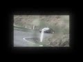 LIFE FORCE RJ PASIN Slowed To Perfection Reverb