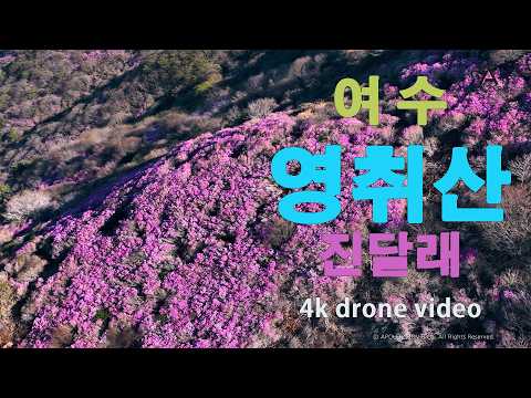 여수 영취산 진달래