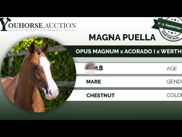 Magna Puella jumping under the saddle