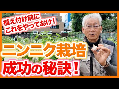 スズランか野生ニンニクか?これらの違いがあります 植物