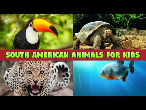 SOUTH AMERICAN ANIMALS - NAMES AND SOUNDS FOR KIDS