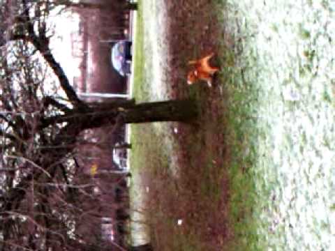 Cranhill swinging dog