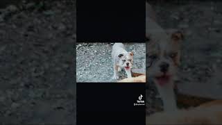 Olde English Bulldogge Puppies Videos