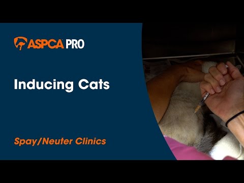 Spay/Neuter Anesthesia: Inducing Cats