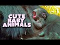 Adorable Baby Animals 20 Minutes of Pure Cuteness! | Nature Bites