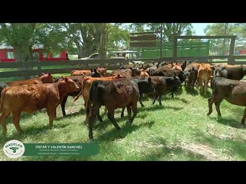 DALENIC_33 TERNEROS (18 mC + 4 mE y 11h) en CARLOS TEJEDOR, BUENOS AIRES 06 12 2025