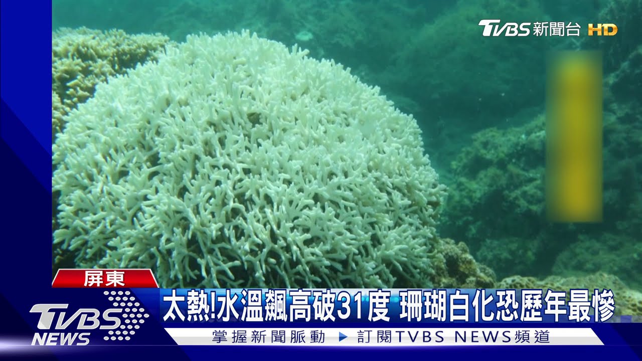 太熱!水溫飆高破31度 珊瑚白化恐歷年最慘