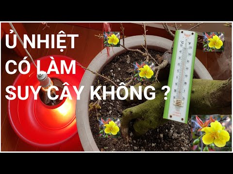 🔴 QBS2145 - Ủ NHIỆT MAI VÀNG CÓ BỊ SUY CÂY CHẾT CÂY KHÔNG || CÁCH Ủ NHIỆT MAI VÀNG NỞ ĐÚNG DỊP TẾT