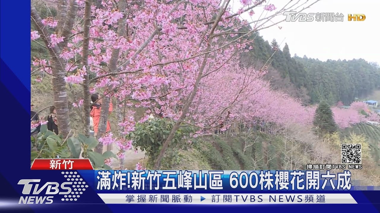 滿炸!新竹五峰山區 600株櫻花開六成