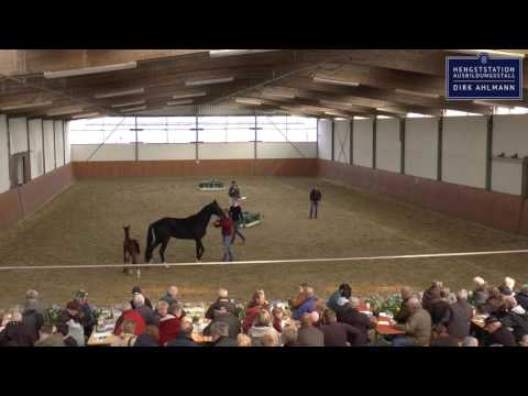 Dirk Ahlmann - Charleston (mit Nachkommen) - Hengstpräsentation 2017