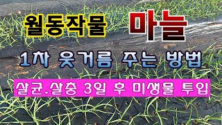 [텃밭농부 1,721]  월동작물 마늘. 뿌리쪽 살균, 살충 3일 후 미생물 투입 및 1차 웃거름주는 방법.…