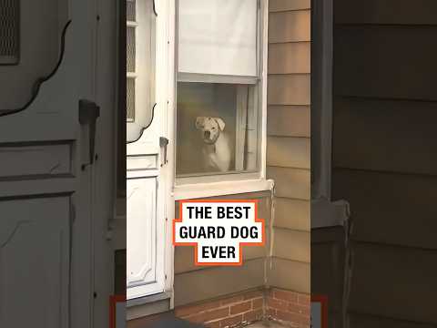 The best guard dog ever 😁                         #public #subscribers #dog #guarddog  #funnyshorts