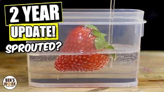 Strawberry 2 Years Later....SPROUTED?