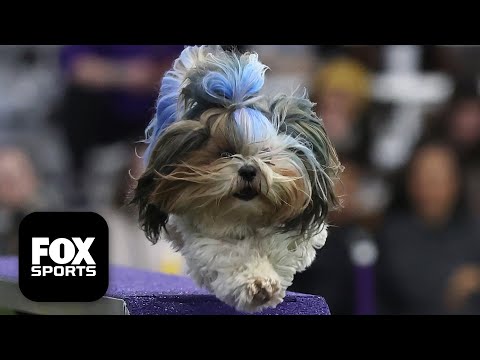 FULL 2026 Masters Agility Championship 🐕