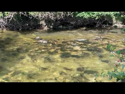 Soothe the Mind: 3 Minutes of Relaxing Piano Music with HD Nature Scenery. No Loop.