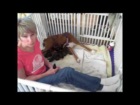 download lagu mp3 mp4 Liver Water For Puppies, download lagu Liver Water For Puppies gratis, unduh video klip Liver Water For Puppies