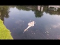 Ook laatste zwanenjong in Sonsbeekpark Arnhem dood