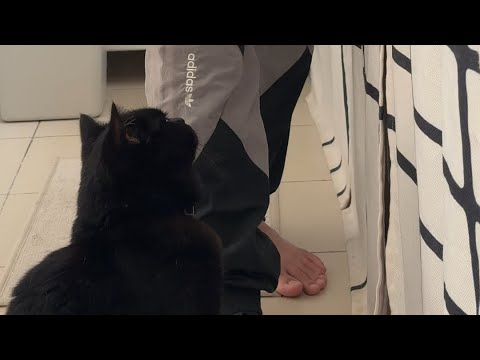 Teman potong daging😉 #rashid #blackcat #kucinghitam