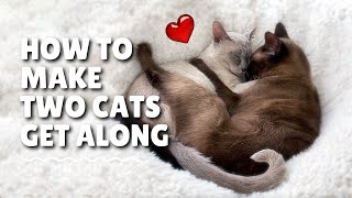 How to Make Two Cats Get Along
