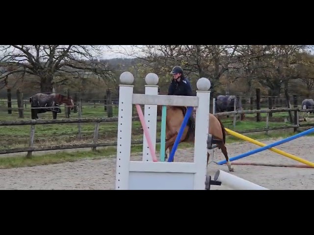 Gelding Origin Recorded For sale 2021 Chesnut