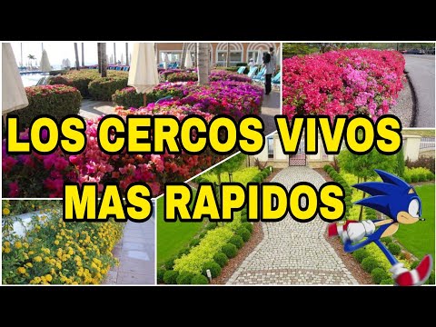 , title : 'CERCOS VIVOS DE RAPIDO CRECIMIENTO 🌳 ALTOS Y BAJOS MEJORES PLANTAS CON FLORES'