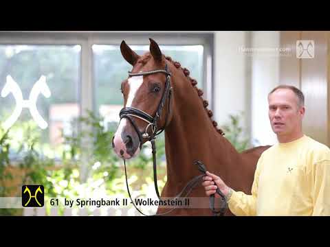 Verden Stallion Licensing 2021 - Dressage - Nov. - No. 61 Stallion by Springbank II - Wolkenstein II