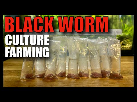 Black Worm Culture Farming The How To Complete Guide #tropicalfish #aquarium #tropicalfish #fishroom