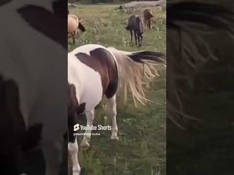 Naturaleza en Capilla del Monte, Córdoba, Argentina.#caballos