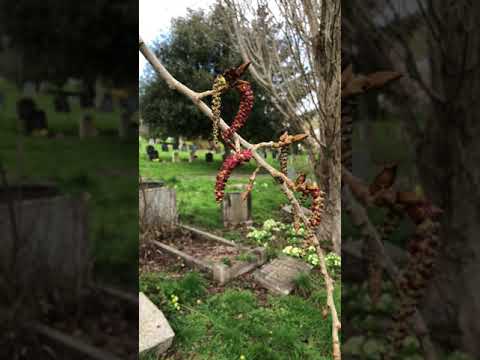 グレーポプラ 植物