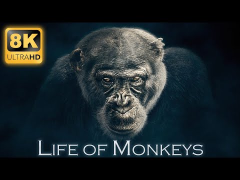 , title : 'Life of Monkeys in 8K Ultra HD - Primate Species with Real Nature Sound'