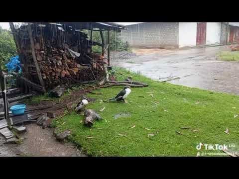 Lluvia torrencial en laypampa Yauyucan Sta Cruz Cajamarca Perú..