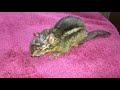 Blow Drying The Chipmunk As It Decides To Jump On My Shoulder 12 4 2019