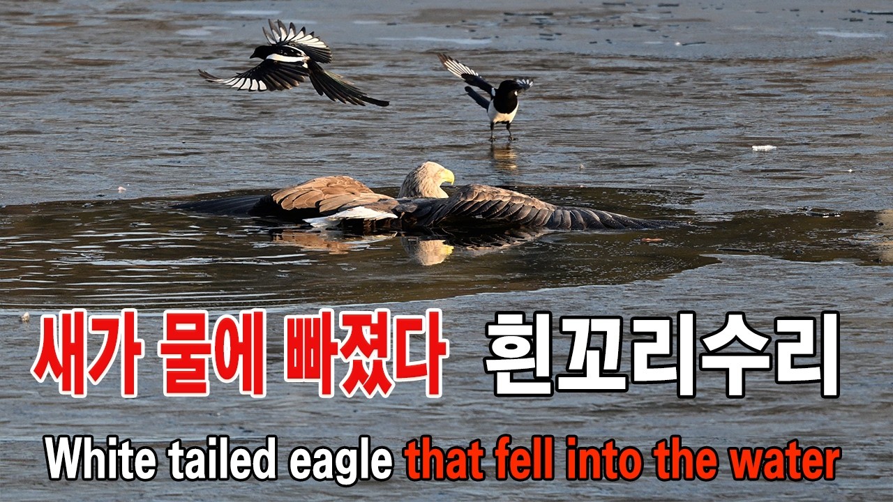 흰꼬리수리의 수모 유튜브 썸네일