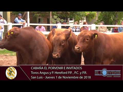 01-11-18 Venta de Toros Angus y P. Hereford PP, PC y PR - Cab. El Porvenir e invitados - San luis