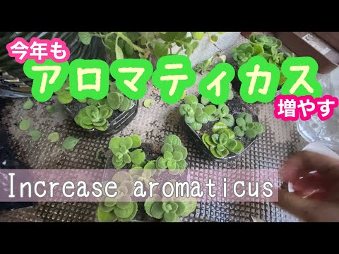 園芸 バルコニーのアロマ