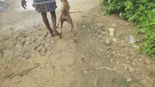 Kanni Puppies Videos