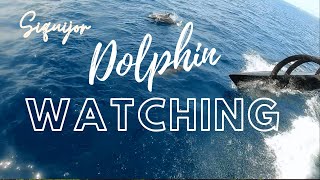 Dolphin Watching in Siquijor