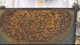 Warm weather, high pollen count, and what it means for our bees