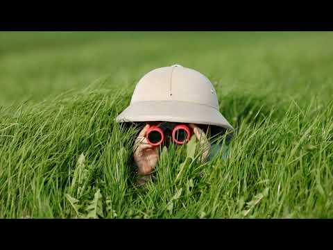 Das Ökosystem – Begriffserklärung am Beispiel Wald einfach erklärt | sofatutor