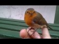 Cute and brave robin giving me an opportunity to touch him