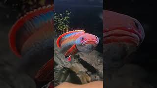 Download lagu Mitos Mistis Mancing Ikan Channa limbata #shorts mp3