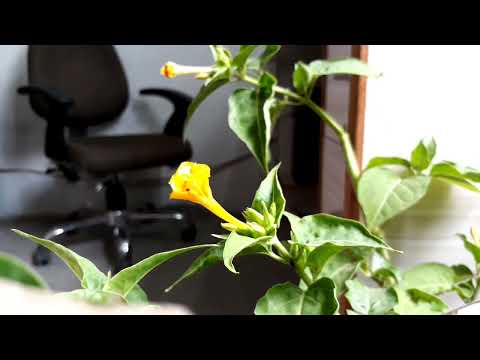 Timelapse of flower || watch timelapse video of flowers bloom before your eyes
