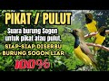 SUARA UNTUK PIKAT PULUT BURUNG SOGON LIAR Pasti Diserbu Banyak Burung Sogon