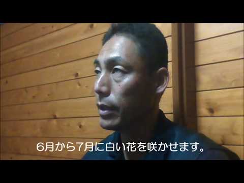 ゴールドイボタノキ 植物