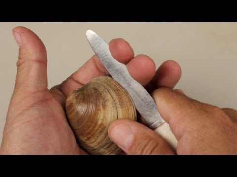 How to Open Clams