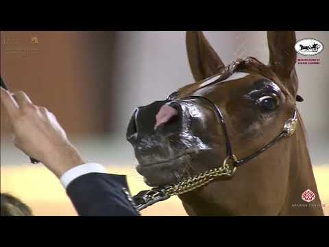 N 44 LULU ALMARROONA   Katara International Arabian Horse Festival   Fillies 2 Years Old Class 2B