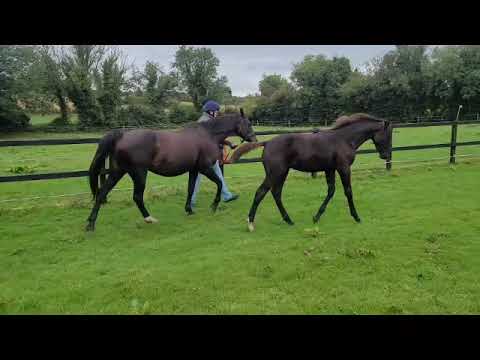 Top quality Foal by Glasgow van't Merelsnest (VDL) - Image 2