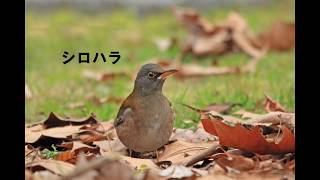 身近にいる野鳥や水鳥